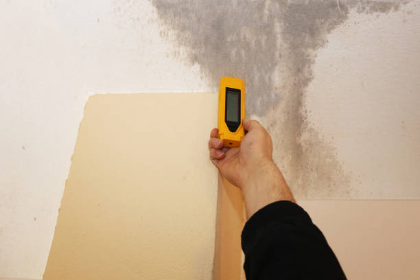 Best Mold Prevention Services  in USA